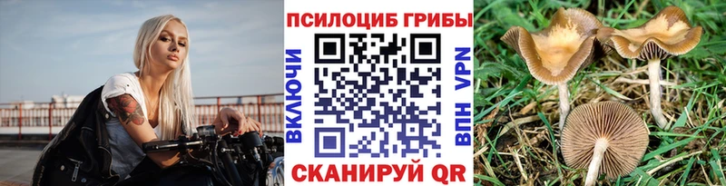 закладки Таруса Галлюциногенные грибы Psilocybine cubensis